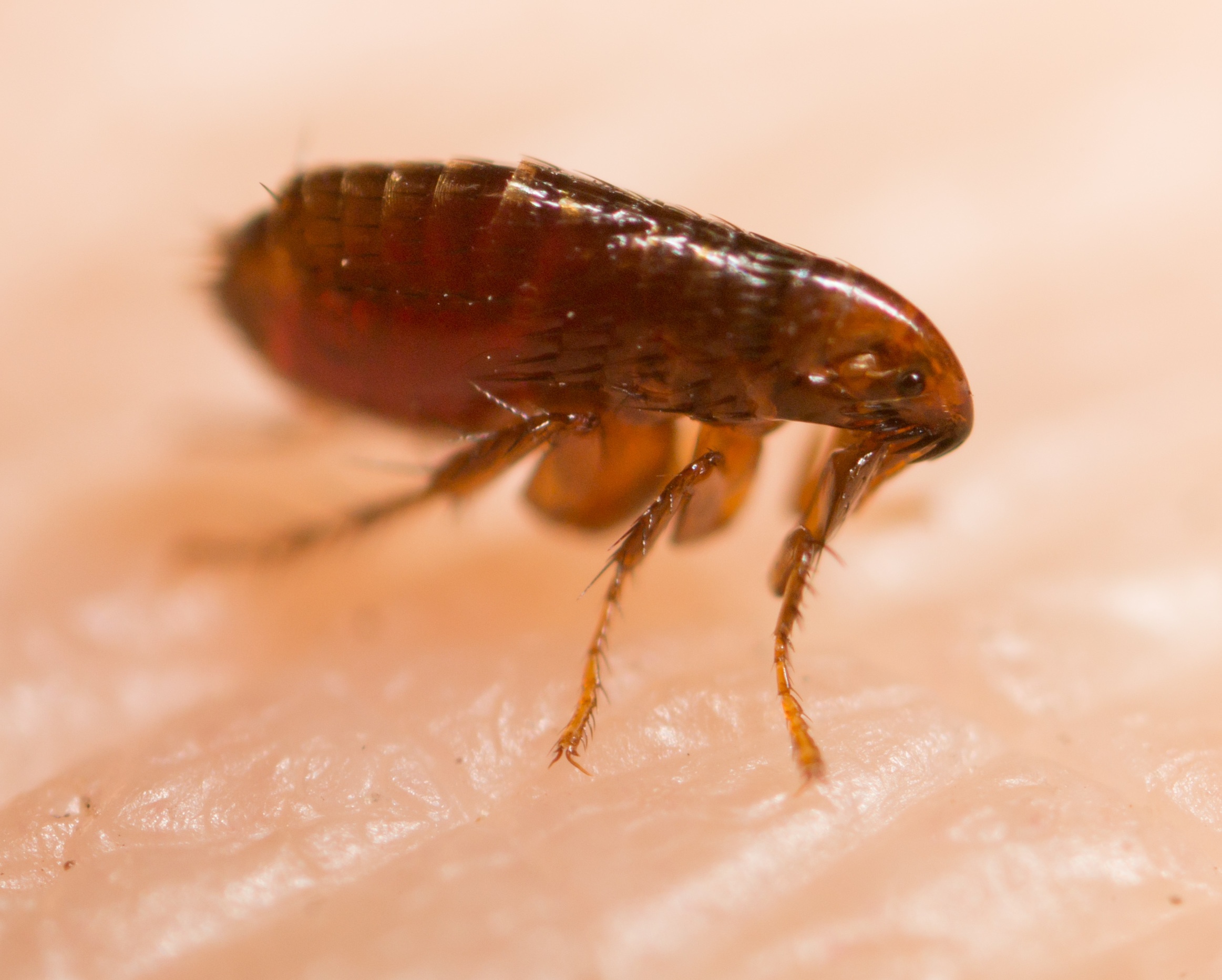 Home remedies for fleas in hot sale human hair